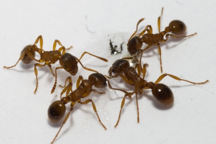 Уничтожение муравьев   в Ильинске 