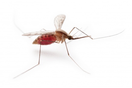 Уничтожение комаров   в Ильинске 