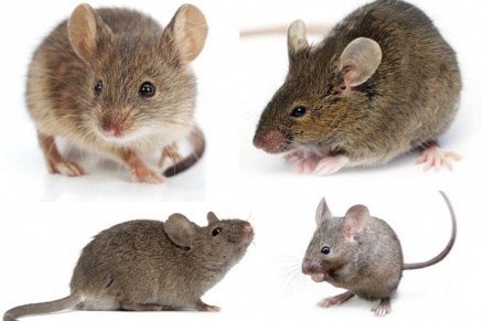 Уничтожение (дератизация) мышей   в Ильинске 